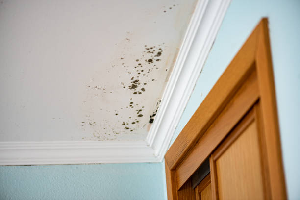 Crawl Space Mold Removal in Mulino, OR