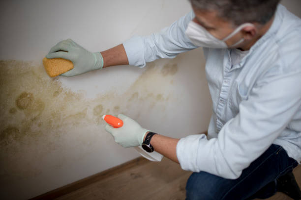 Best Mold Remediation  in Mulino, OR