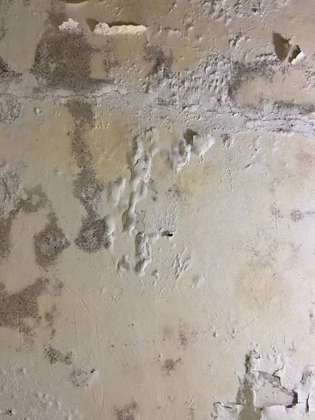Best Mold Removal and Inspection  in Mulino, OR