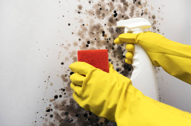 Attic Mold Removal in Mulino, OR