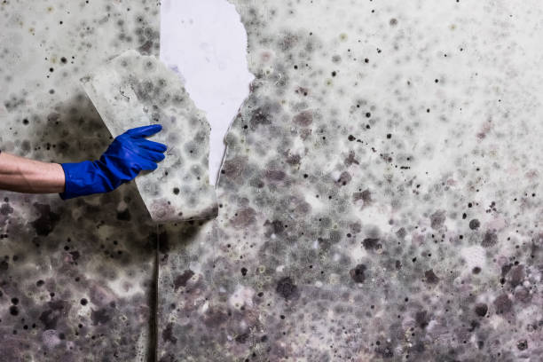 Mulino, OR Mold Removal Company