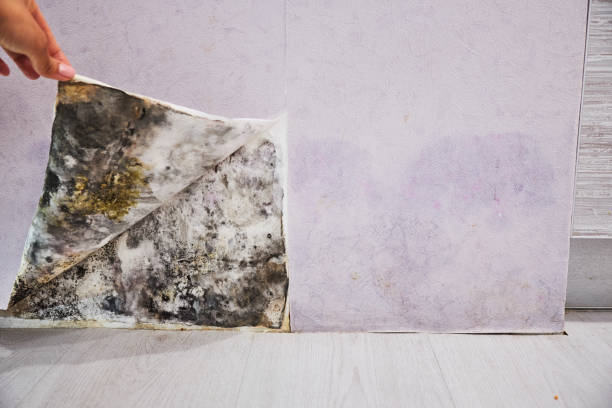 Best Mold Remediation  in Mulino, OR